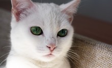 The cat's eyes / ********