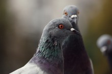 pigeon / ***