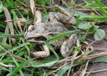 Frog / ***