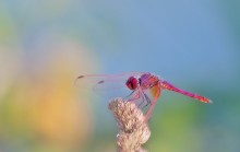 "The dragonfly over the meadow frolics, this dragonfly sits on a flower!" / ***