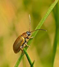 Beetle Lochmaea caprea Willow shrimp / ***