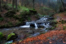 In forest / ***