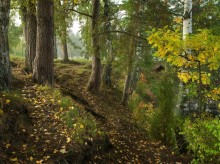 Autumn footpath / ***