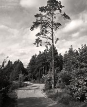 The road ran through the woods / ***