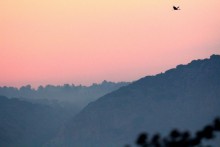 Lonely bird / .........