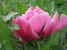 peony / ***