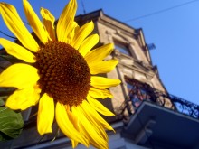 Sunflowers in the city / .......
