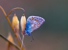 Crumb - copper-butterfly / *********