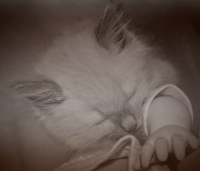 Sleep. Kitten with a hand. / ***