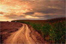 Field of Corn / *****