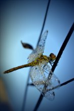 dragonfly / **********