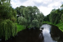 Weeping willow by the river / ***