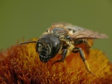 Honeybee Apis mellifera / ***