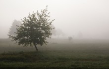 Fog / ,,,,,,,,,,,,,,,,,,