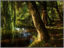 In the shade of weeping willows. / ***