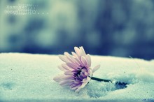 Flower in the Snow / .........