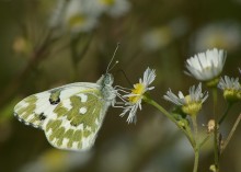 Butterflies rape / ***