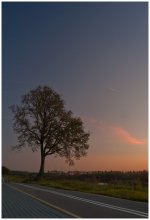 Tree at sunset / ***