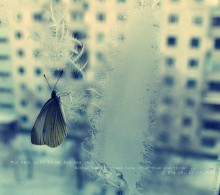 Butterfly in the winter. / ***