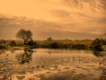 In the swamp / ***