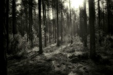 in the morning b / w woods / .....