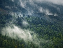 Forest - Mountain - Clouds / ***