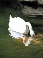 White Swan / ***