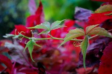 Autumn colors / ***