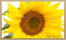 golden sun / ***