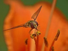Fly - zhurchalka Episyrphus balteatus / ***