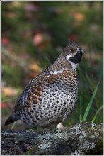 Grouse / ***