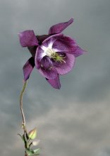 Day of Triffids .... / ***