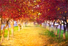 autumnal mood / ***