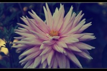 Chalet flowers. / ***