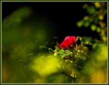 Last summer, the flower of the past .... / ***