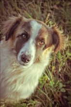 I am smart and good, take me! / ***