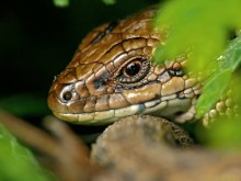 Viviparous lizard / ***