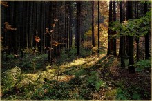 Warm woods ... / ***