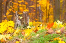 Autumn in the woods. / ***