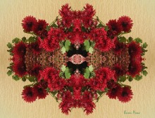 Chrysanthemum / ///////////