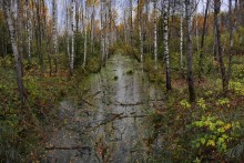 Beaver trail / ***