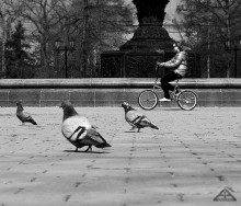 Pigeons and bicycle / ***