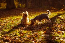 walk ... or Yorkshire terriers / ________________