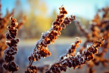 Harbingers of winter / ***