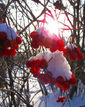 viburnum and sun / ***