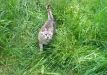 cat out of the village / ***