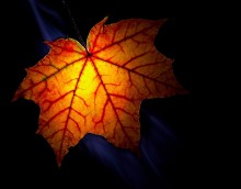 Autumn contrasts / ***