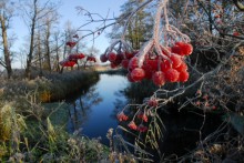 The first frost / ***