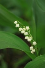 lily of the valley / ***