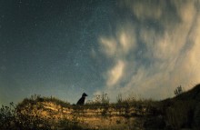 The dog and the starry sky / ***